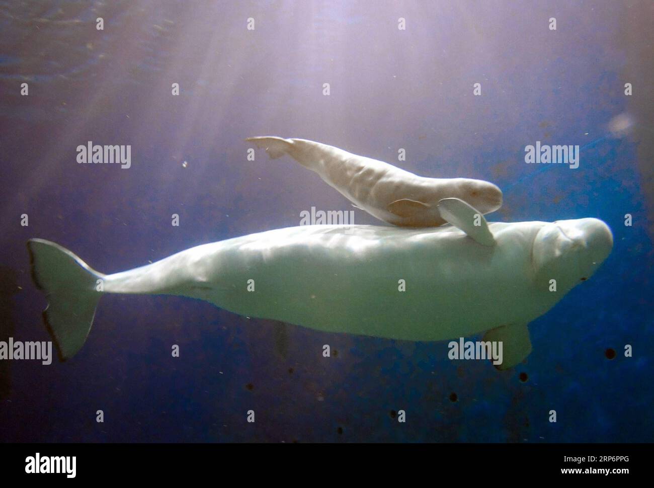Cuántos años puede vivir una ballena blanca