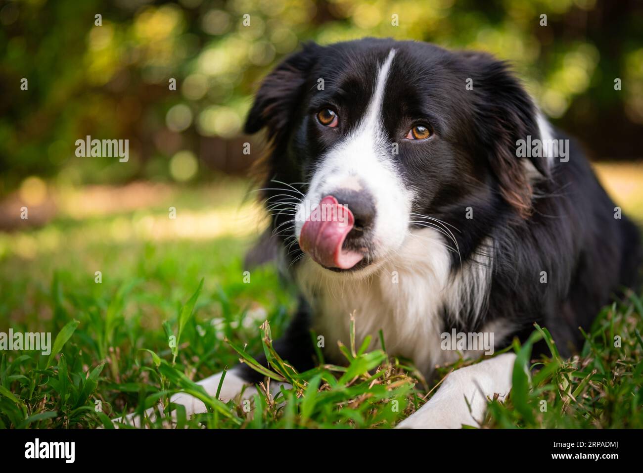 Hermoso Border Collie cachorro acostado en la hierba y lamiendo su nariz Foto de stock