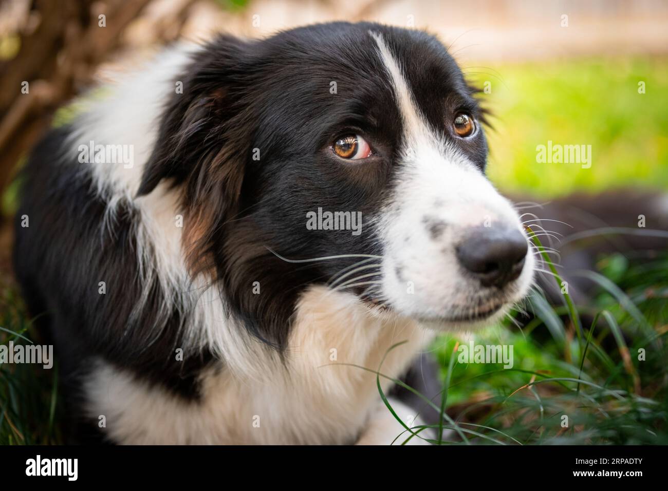 Retrato de un cachorro de Collie de frontera de aspecto triste acostado en la hierba en el jardín Foto de stock