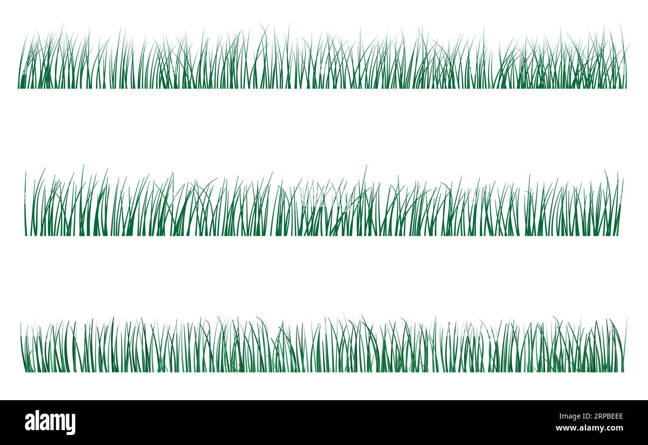 Hierba verde que crece hojas estrechas Ilustración del Vector