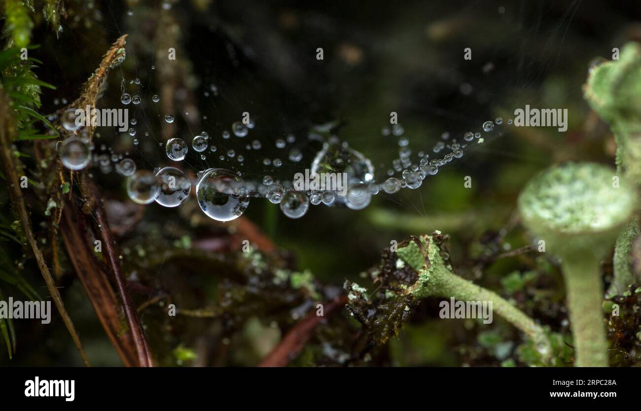 Detalle de hongos y setas que crecen en el bosque Foto de stock