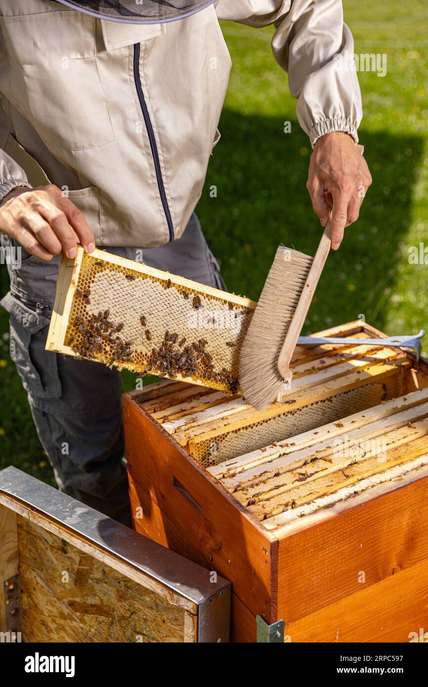 Marco de panal con abejas sostenidas por apicultor en ropa de trabajo de protección durante la cosecha de miel en apiario Foto de stock