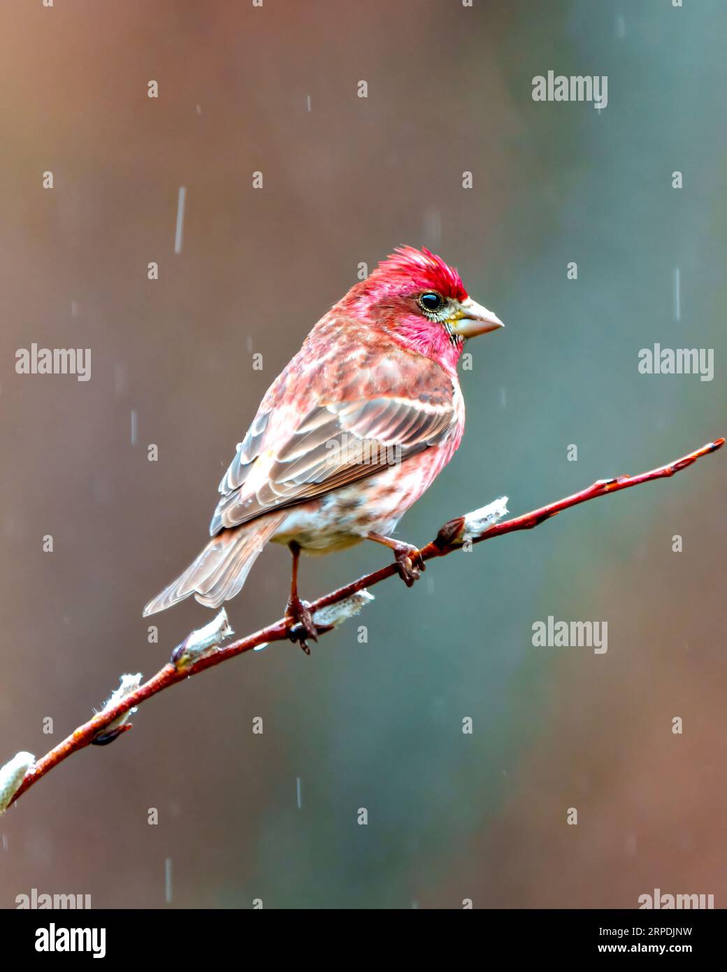 Pinzón rojo encaramado en una rama de brotes de primavera en un día lluvioso con un fondo colorido en su entorno y hábitat circundante. Pinchar imagen. Foto de stock