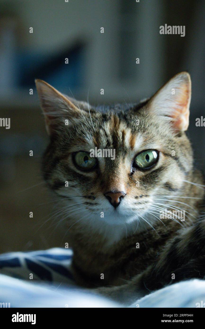 Gato mágico imagem de stock. Imagem de pelaria, maca, pequeno