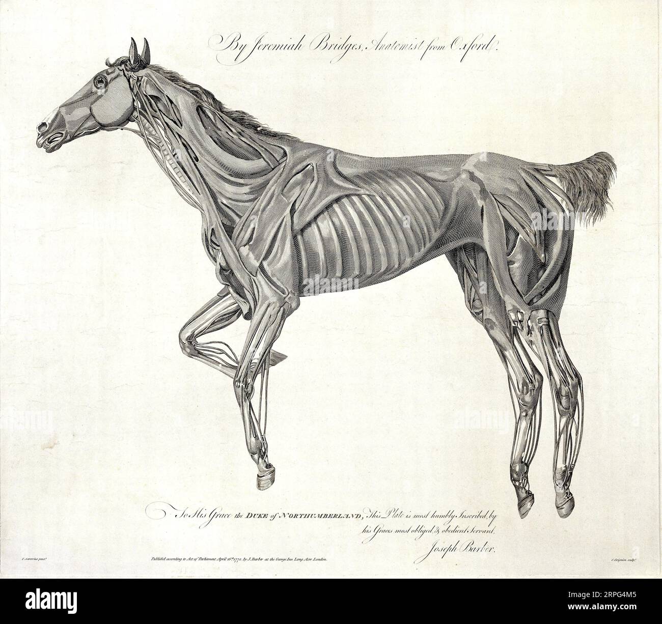 Músculos del caballo, grabado por C. Grignion después de F. Sartorio para Jeremías Puentes 1772 Foto de stock
