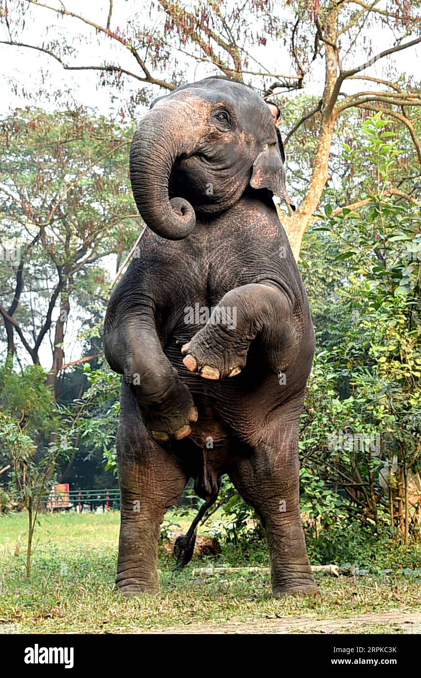 200107 -- DHAKA, 7 de enero de 2020 Xinhua -- Un elefante actúa durante una sesión de entrenamiento en el Zoológico Nacional de Bangladesh en Dhaka, Bangladesh, el 6 de enero de 2020. Como parte de la rutina diaria y la gestión, los cuidadores y el personal del Zoológico Nacional de Bangladesh en Dhaka han estado entrenando animales para realizar. Xinhua/Stringer BANGLADESH-DHAKA-ZOO-ANIMALES-ENTRENAMIENTO PUBLICATIONxNOTxINxCHN Foto de stock