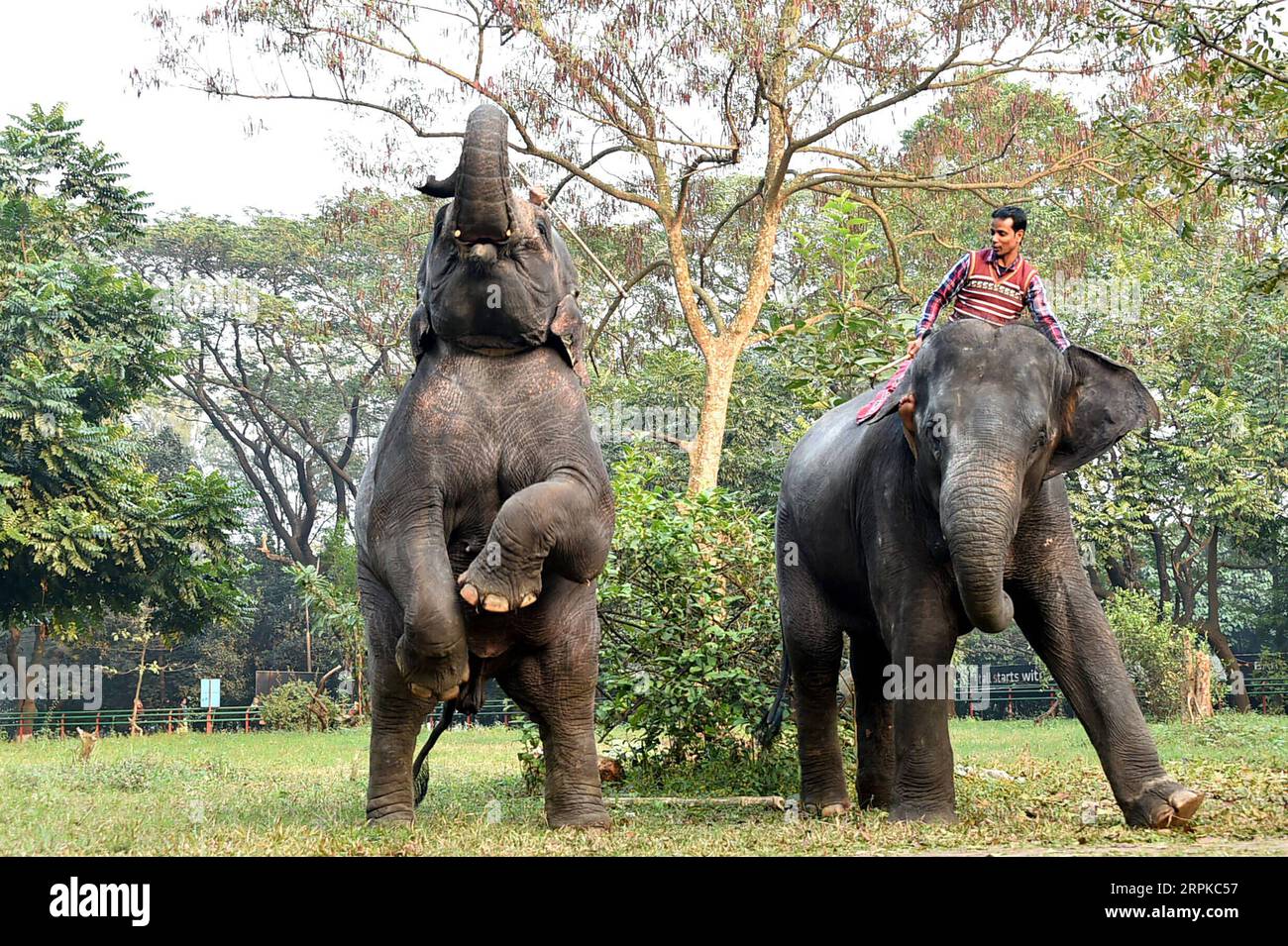 200107 -- DHAKA, 7 de enero de 2020 Xinhua -- Los elefantes actúan durante una sesión de entrenamiento en el Zoológico Nacional de Bangladesh en Dhaka, Bangladesh, el 6 de enero de 2020. Como parte de la rutina diaria y la gestión, los cuidadores y el personal del Zoológico Nacional de Bangladesh en Dhaka han estado entrenando animales para realizar. Xinhua/Stringer BANGLADESH-DHAKA-ZOO-ANIMALES-ENTRENAMIENTO PUBLICATIONxNOTxINxCHN Foto de stock