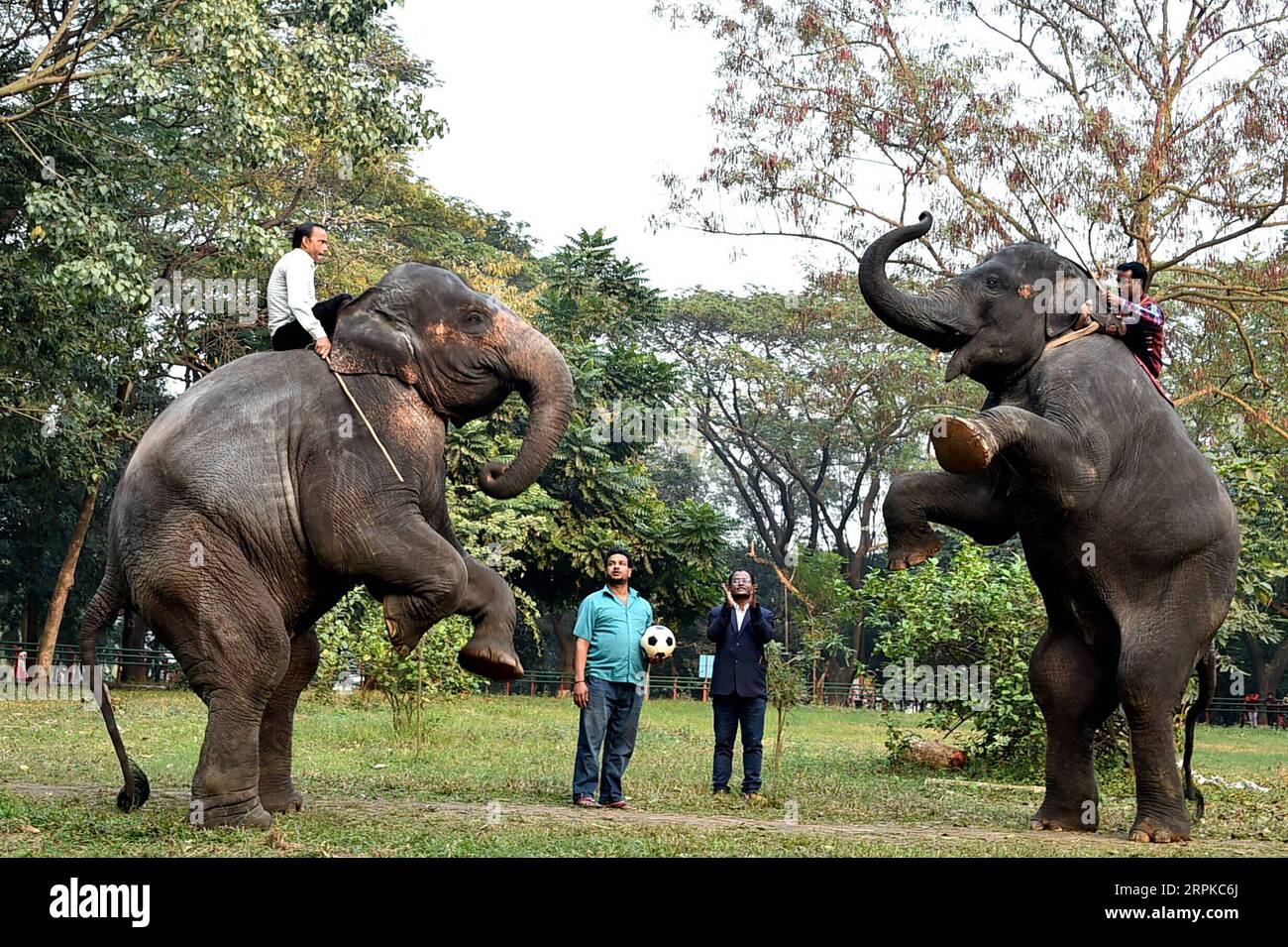 200107 -- DHAKA, 7 de enero de 2020 Xinhua -- Los elefantes actúan durante una sesión de entrenamiento en el Zoológico Nacional de Bangladesh en Dhaka, Bangladesh, el 6 de enero de 2020. Como parte de la rutina diaria y la gestión, los cuidadores y el personal del Zoológico Nacional de Bangladesh en Dhaka han estado entrenando animales para realizar. Xinhua/Stringer BANGLADESH-DHAKA-ZOO-ANIMALES-ENTRENAMIENTO PUBLICATIONxNOTxINxCHN Foto de stock