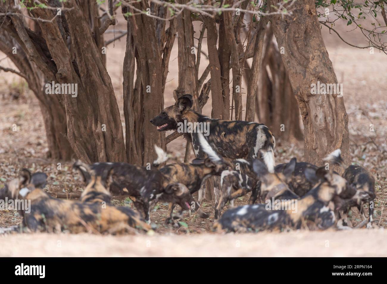 Un grupo de perros salvajes africanos en peligro de extinción, Lycaon pictus, visto en el Parque Nacional de las Piscinas de Mana de Zimbabue. Foto de stock