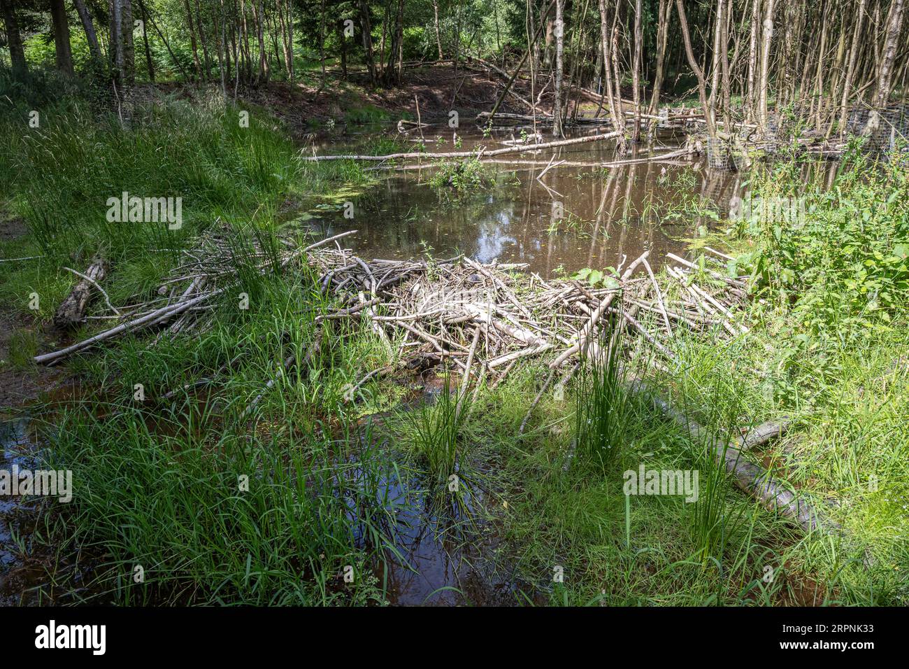 Presas de Beaver en el bosque de Cropton Foto de stock