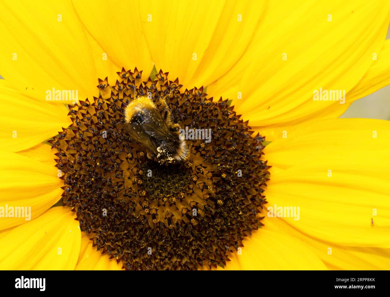 Un gran trabajador de Bumble Bee de cola blanca visita un girasol para recoger polen y llevarlo de vuelta a la colmena. Foto de stock