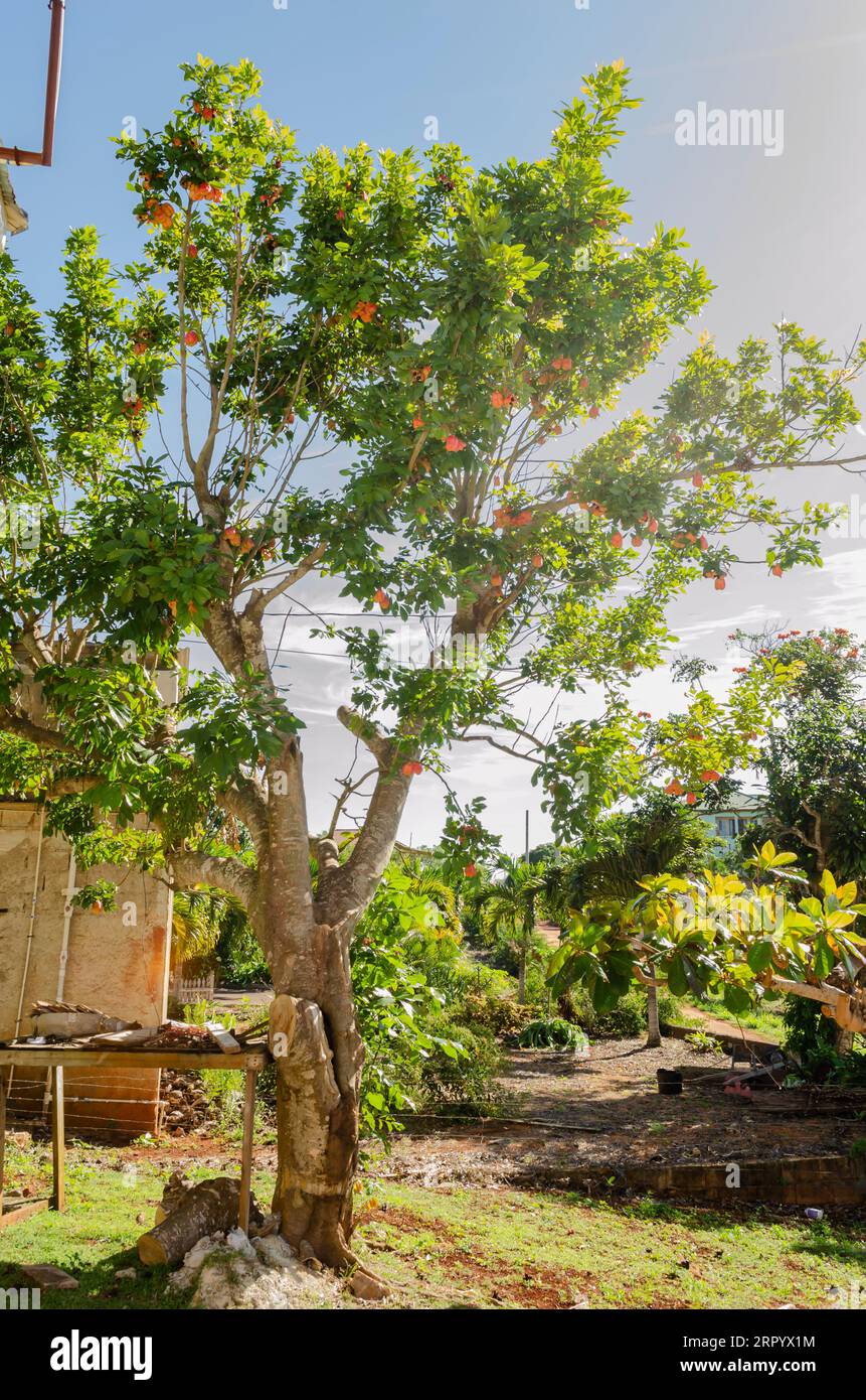 árbol Ackee De Jamaica