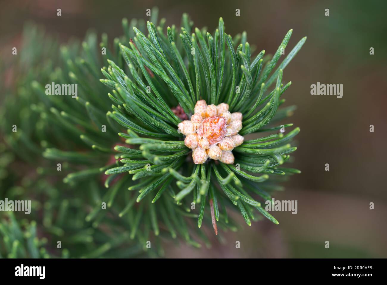 Pinus mugo, pino de montaña brotes jóvenes closeup enfoque selectivo Foto de stock