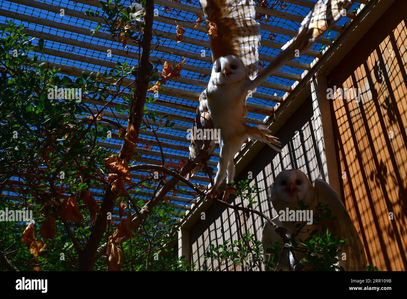200831 VALLETTA, Aug. 31, 2020 Barn owls are seen in a cage in