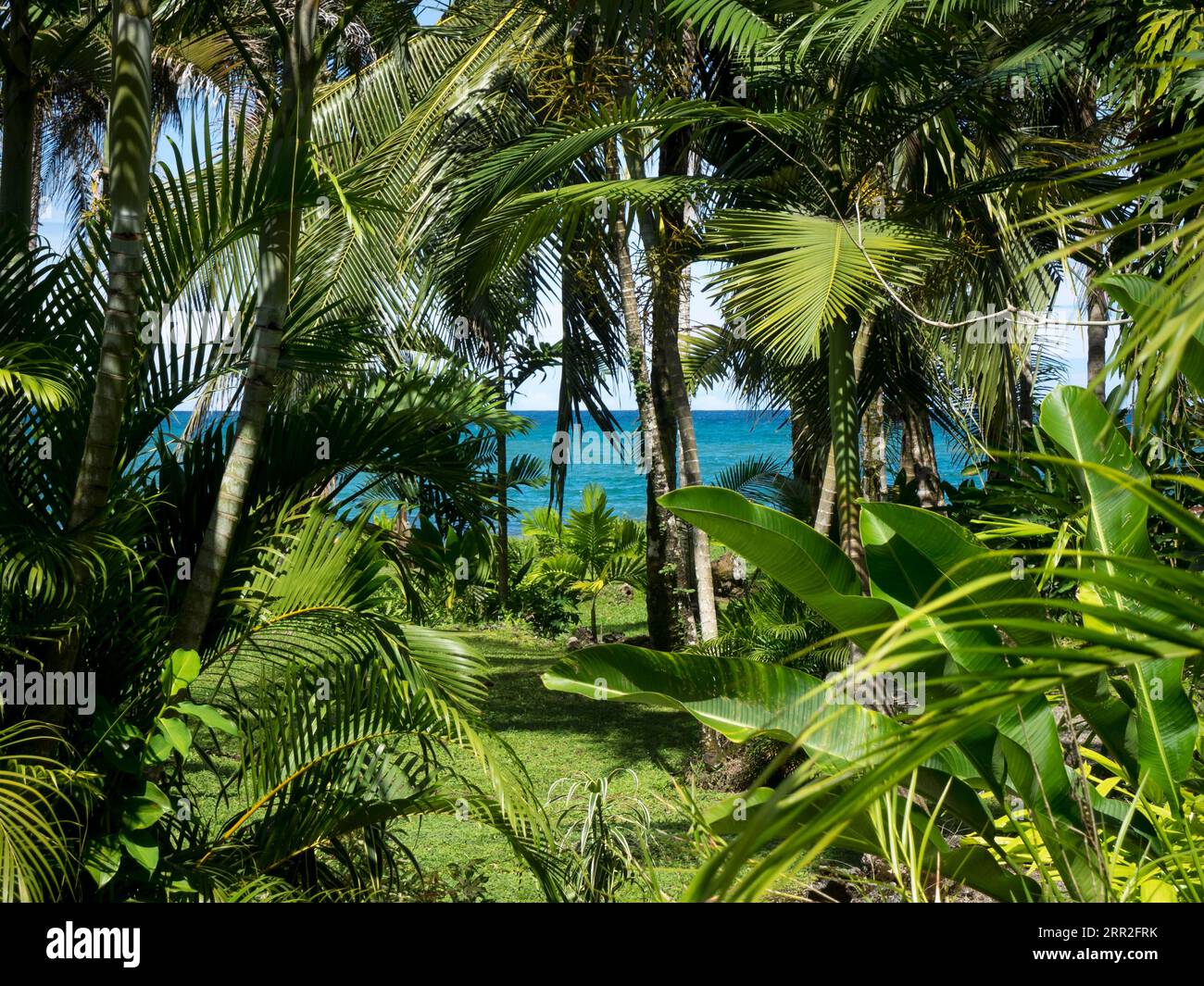Costa caribeña, palmeras, Puerto Viejo, Costa Rica Foto de stock