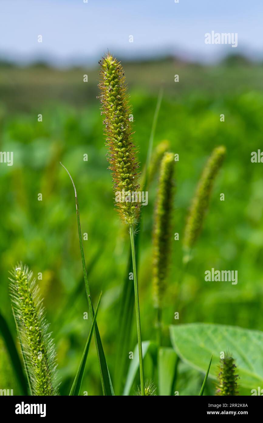 Setaria crece en el campo en la naturaleza. Foto de stock