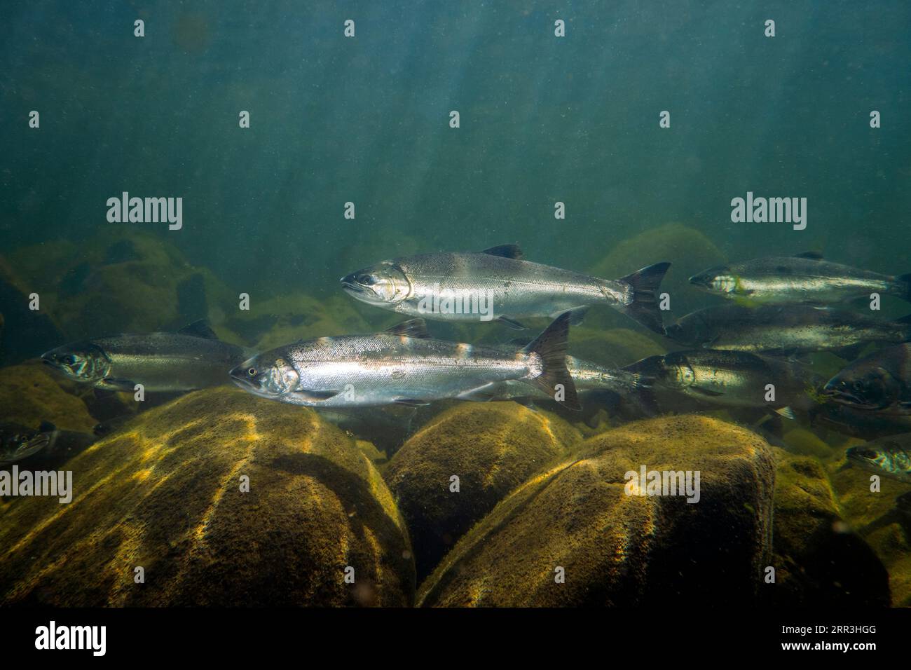 Criadero de salmón Coho en un arroyo en la Columbia Británica, Canadá. Foto de stock