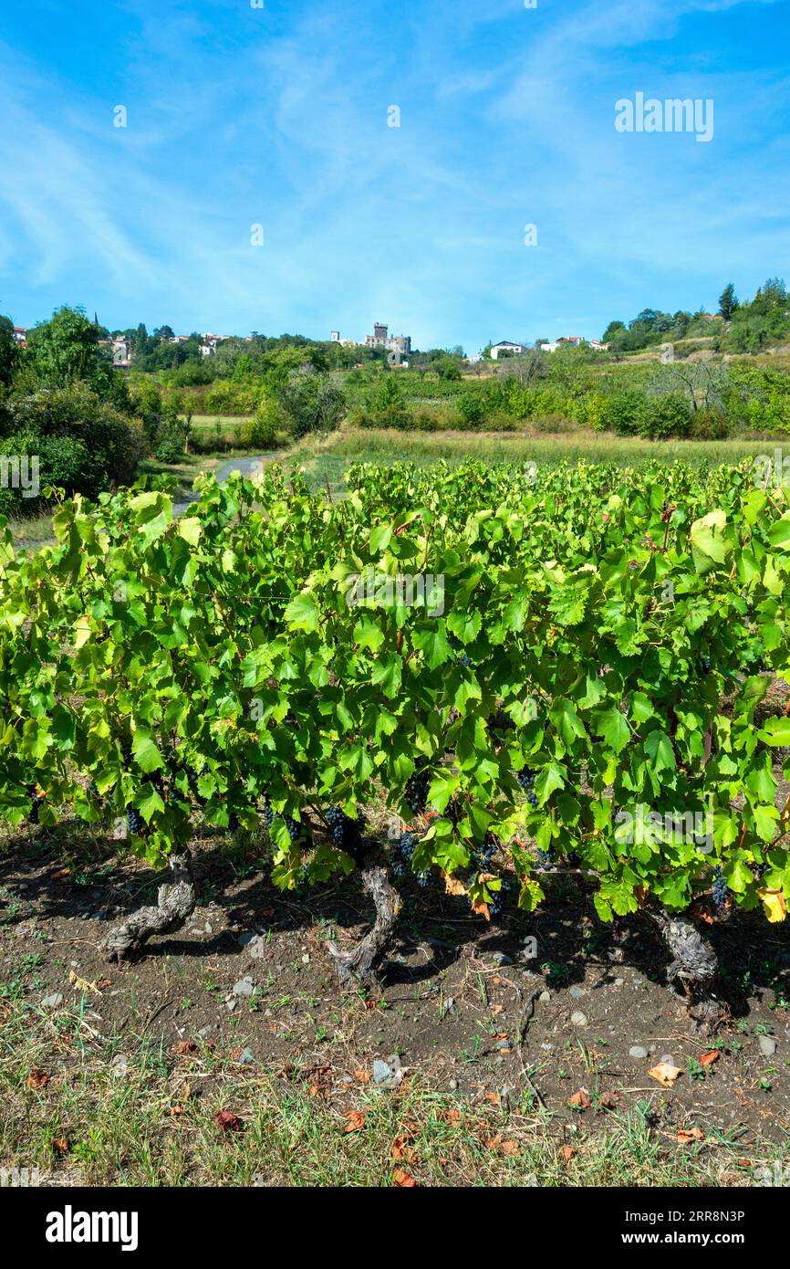 Viñedo Chateaugay, AOC Côtes-d'Auvergne. Puy de Dome departamento. Auvernia Ródano Alpes. Francia Foto de stock