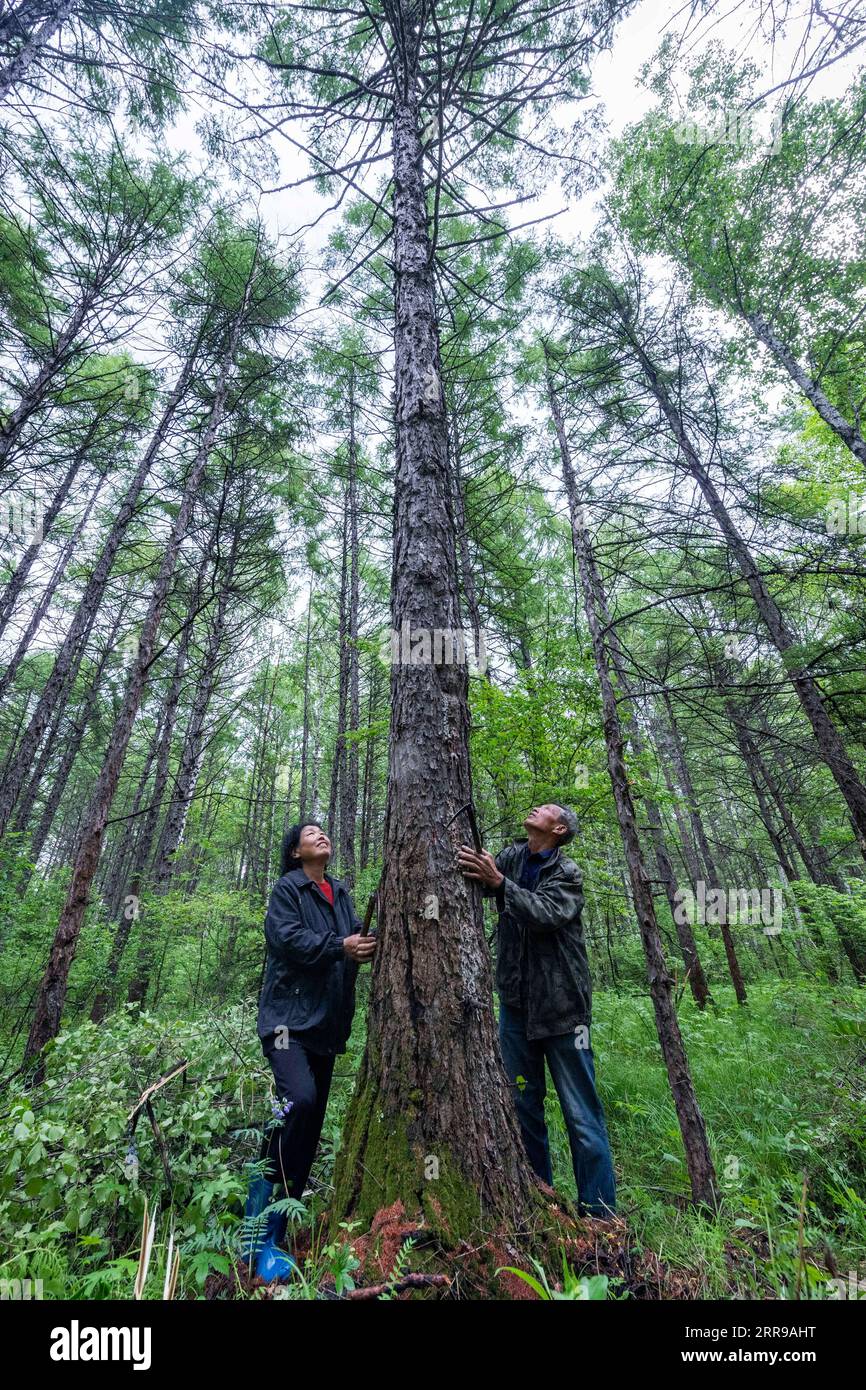 210606 -- YICHUN, 6 de junio de 2021 -- Zhang Yingshan y su esposa Yan Yuping revisan un árbol que plantaron hace más de 30 años en una granja forestal administrada por la oficina forestal de Wumahe en la ciudad de Yichun, provincia de Heilongjiang, al noreste de China, el 3 de junio de 2021. A lo largo de su vida, Zhang Yingshan, de 65 años, ha trabajado con árboles durante más de 45 años. Tras el paso de su padre, Zhang se convirtió en un trabajador forestal en la oficina forestal de Wumahe en 1975. Nueve años más tarde, abrió la primera granja forestal familiar de la oficina, plantando 30 hectáreas de árboles cada año. De 1981 a 2011, Zhang y su esposa Yan Yuping planean Foto de stock