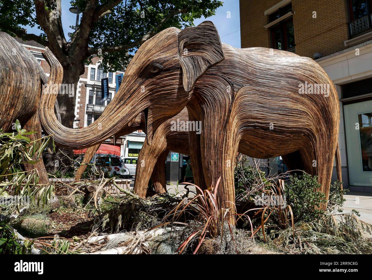 210609 -- LONDRES, 9 de junio de 2021 -- Foto tomada el 8 de junio de 2021 muestra una manada de elefantes artesanales de tamaño natural en Chelsea, Londres, Gran Bretaña. La obra de arte pública de 50 elefantes artesanales de tamaño natural se encuentra en una gira de instalación por el Reino Unido para destacar nuestro atestado planeta, el efecto de la invasión humana en los espacios salvajes y las inspiradoras formas en que podemos coexistir con todos los demás seres vivos. GRAN BRETAÑA-LONDRES-ESCULTURA-ELEFANTES-CONVIVENCIA HanxYan PUBLICATIONxNOTxINxCHN Foto de stock