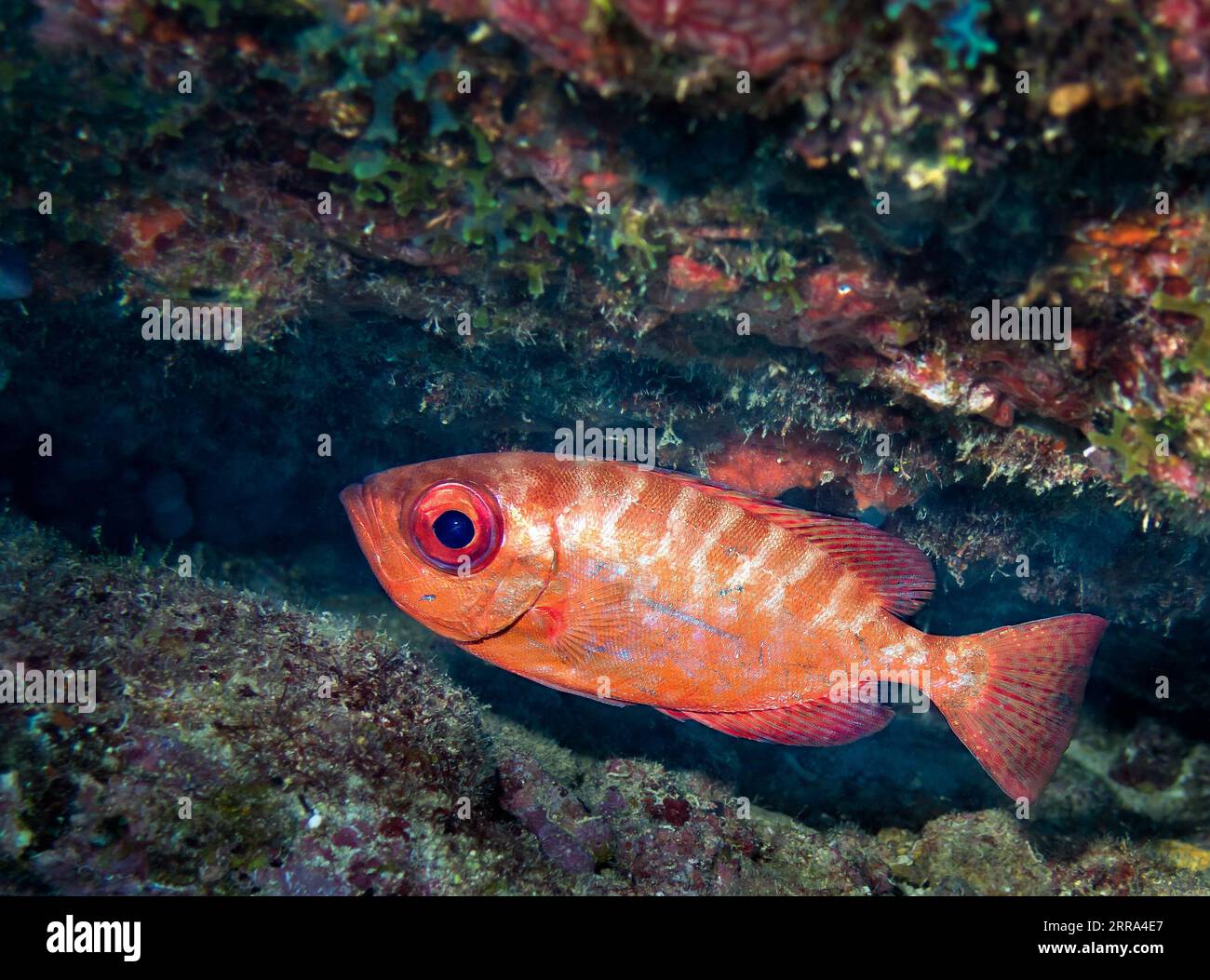 Muchos otros peces fotografías e imágenes de alta resolución - Alamy