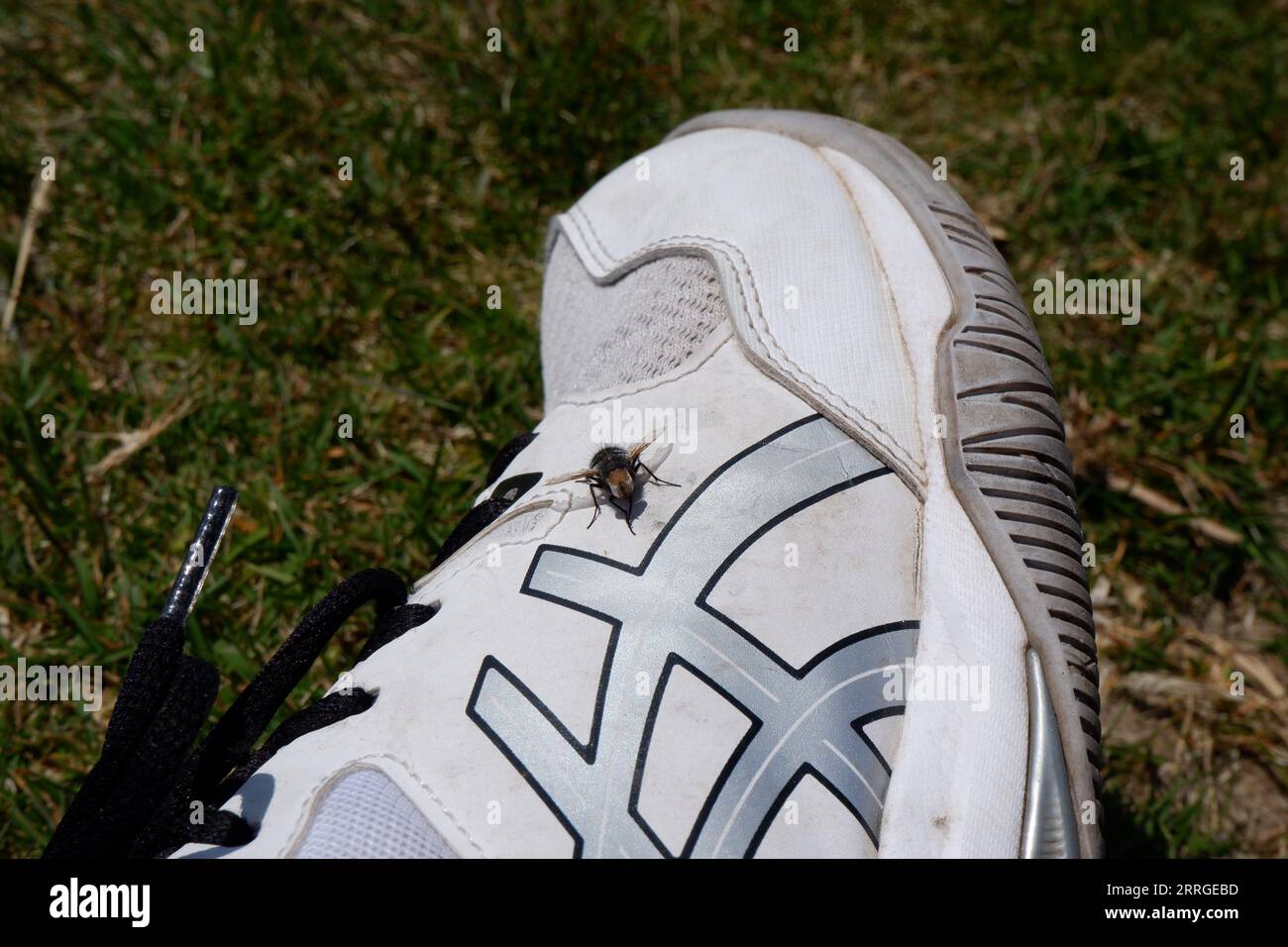 Una pequeña mosca dócil en mi zapato. Foto de stock