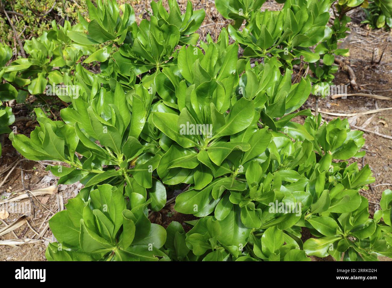 Mirando hacia abajo sobre una planta de Naupaka de playa, Scaevola taccada, en el jardín botánico del cráter Koko en Honolulu, Oahu, Hawai, EE Foto de stock