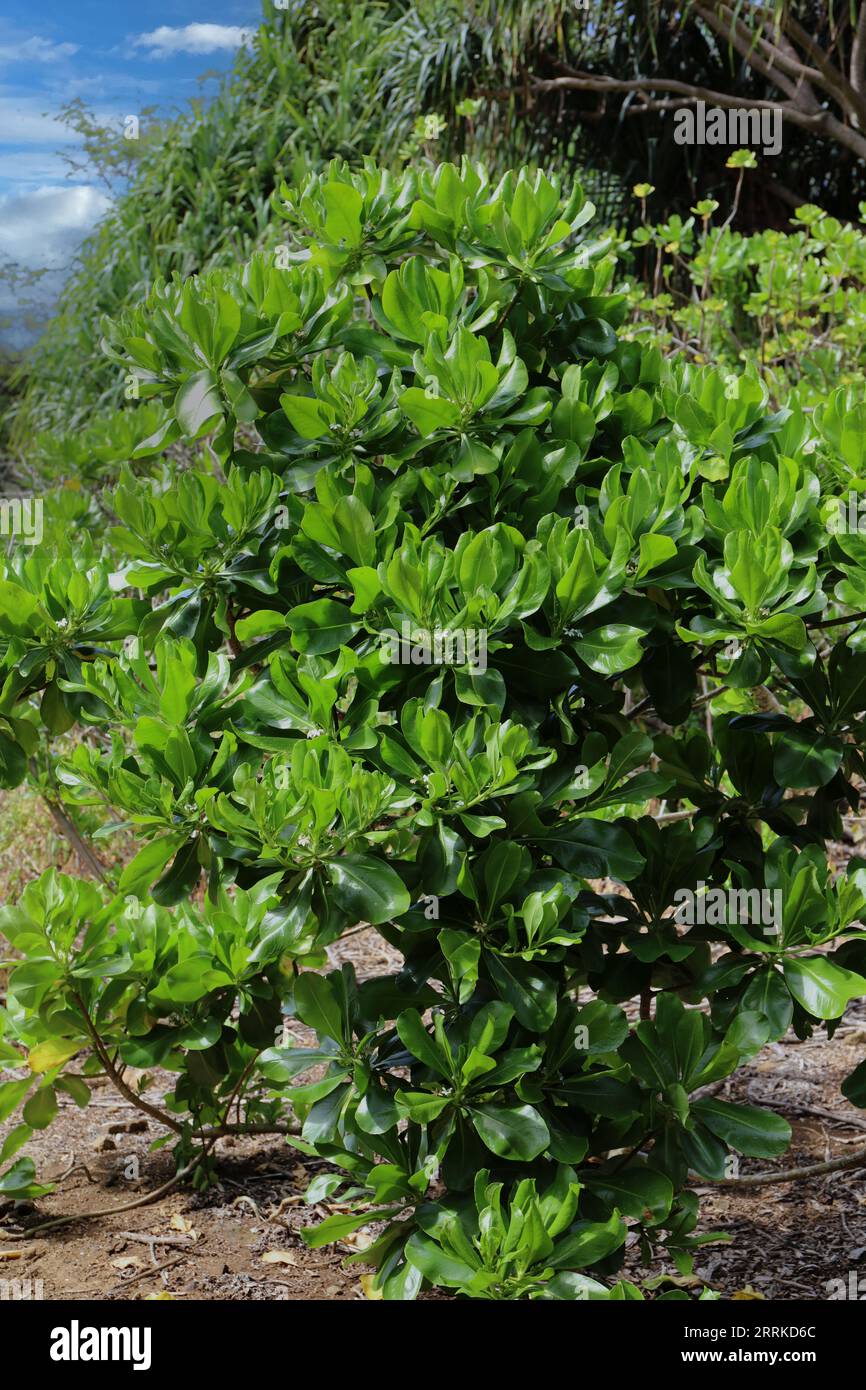 A Beach Naupaka, Scaevola taccada, en frente de árboles de pino de tornillo, en Koko Crater Botanical Garden en Honolulu, Oahu, Hawaii, EE.UU Foto de stock