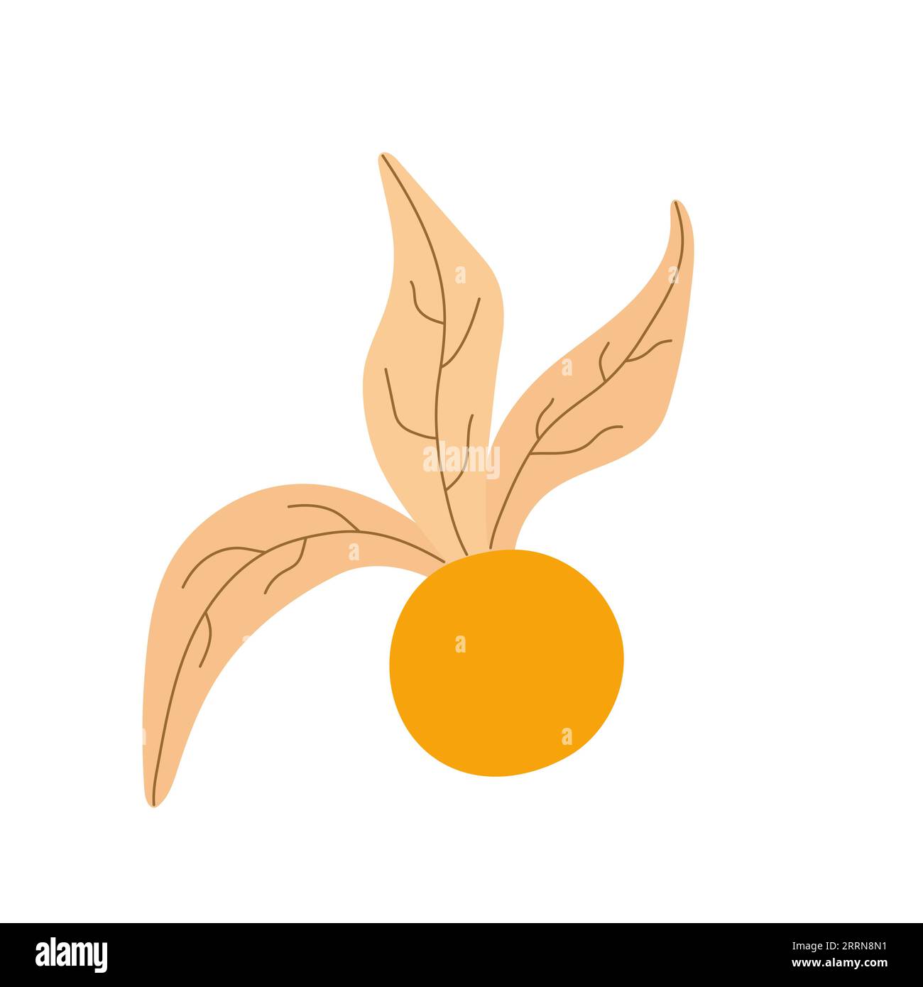 Abierto Physalis peruviana flor con baya en el interior. Elemento de cosecha de otoño. Ilustración vectorial plana de dibujos animados aislado en un fondo blanco. Ilustración del Vector