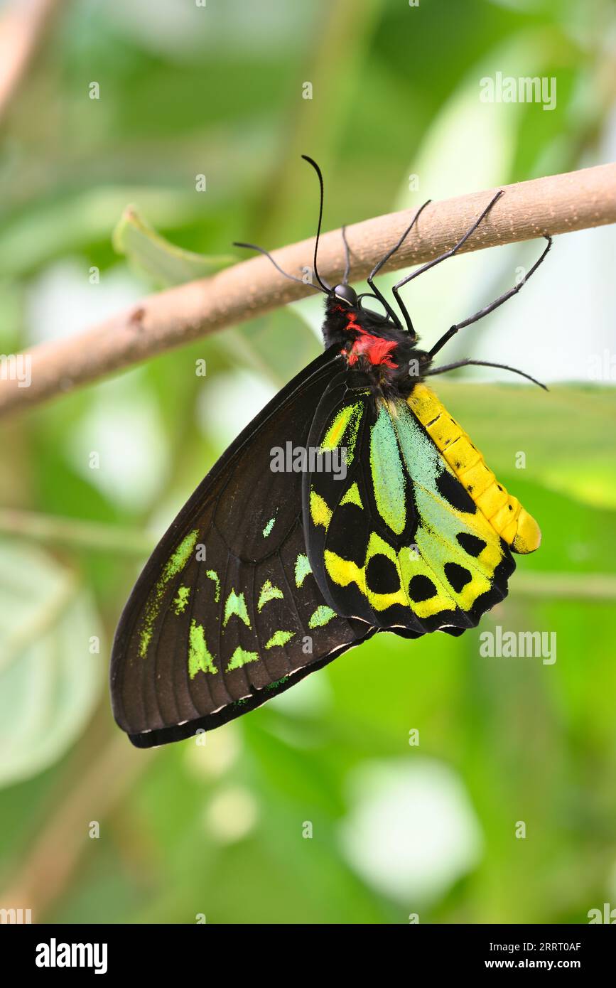 Las mariposas alas de pájaro del género Ornithoptera