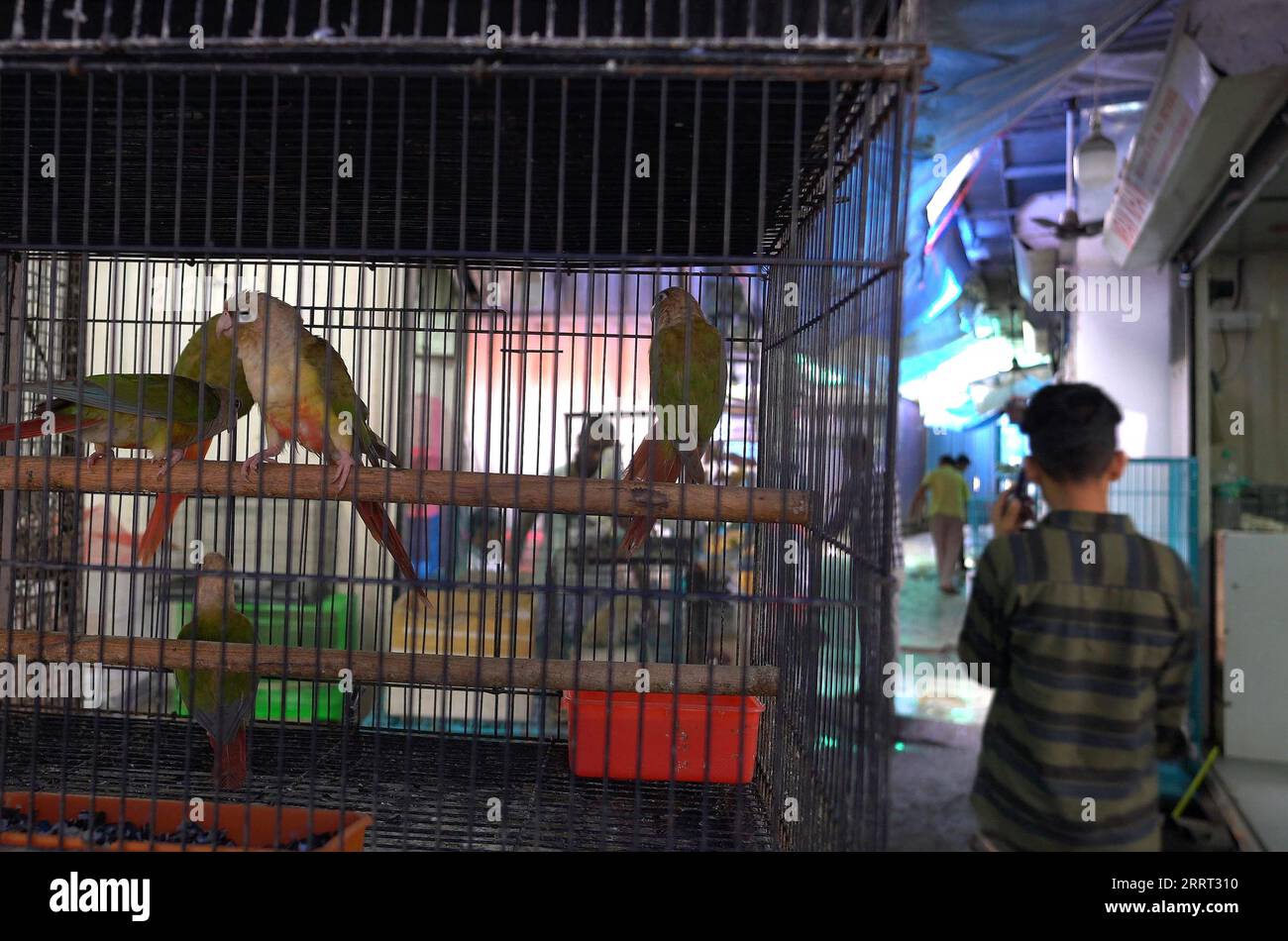 Los loros exhiben para la venta en una tienda de mascotas en el mercado de Crawford en Mumbai India Foto de stock