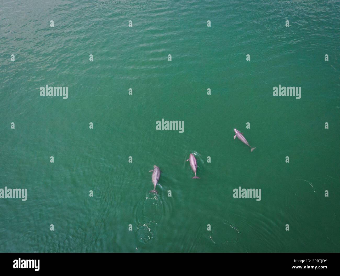 230727 -- WUHAN, 27 de julio de 2023 -- Esta foto aérea tomada el 11 de mayo de 2021 muestra tres marsopas sin aletas de Yangtze nadando en la sección del río Yangtze en Yichang, provincia de Hubei en el centro de China. Tres generaciones de investigadores en el Instituto de Hidrobiología, la Academia China de Ciencias CAS han pasado décadas rescatando y amamantando especies en peligro de extinción: El delfín Baiji y la marsopa sin aletas Yangtze. Este último es apodado el ángel sonriente del río Yangtze, ya que sus labios ligeramente rizados se asemejan a los de una persona sonriente. El delfín Baiji Qi Qi falleció en julio de 2002 después de vivir para mo Foto de stock