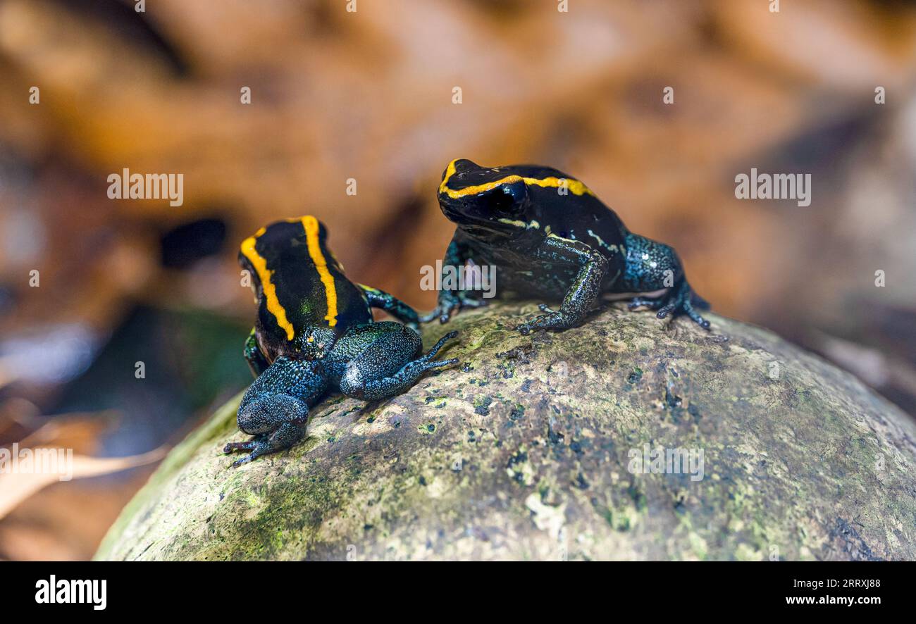 Rana venenosa Golfodulcean (Phyllobates vittatus) - criada en cautividad. Endémica de Costa Rica. Foto de stock