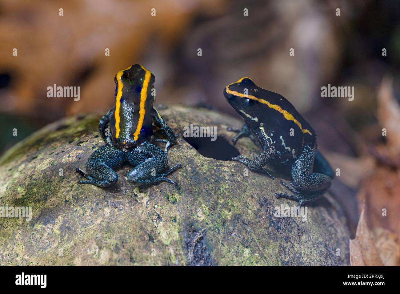 Rana venenosa Golfodulcean (Phyllobates vittatus) - criada en cautividad. Endémica de Costa Rica. Foto de stock