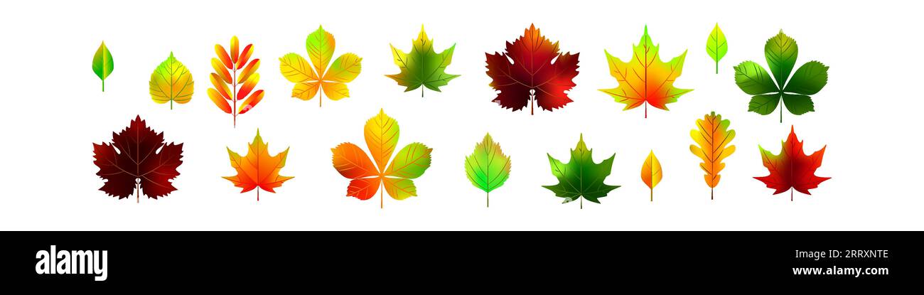 Hojas de otoño aisladas sobre fondo blanco. Ilustración vectorial botánica realista. Otoño colorido follaje Ilustración del Vector