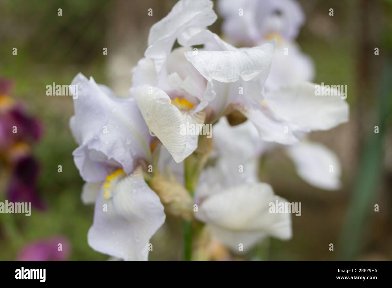 Iris blanco floreciente en un jardín de primavera, flores blancas, flores del iris en un fondo borroso, en blanco para un diseñador, jardín botánico, postal en un ho Foto de stock