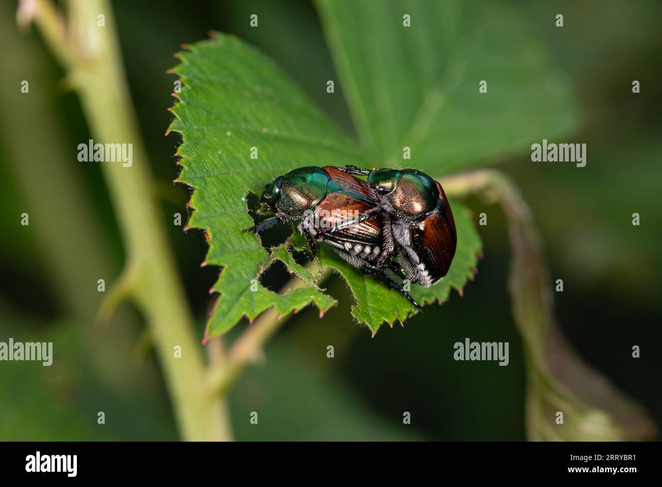 Escarabajo japonés apareamiento en la hoja de la planta. Jardín y agricultura plagas de cultivos, especies invasoras y concepto de daños a las plantas. Foto de stock