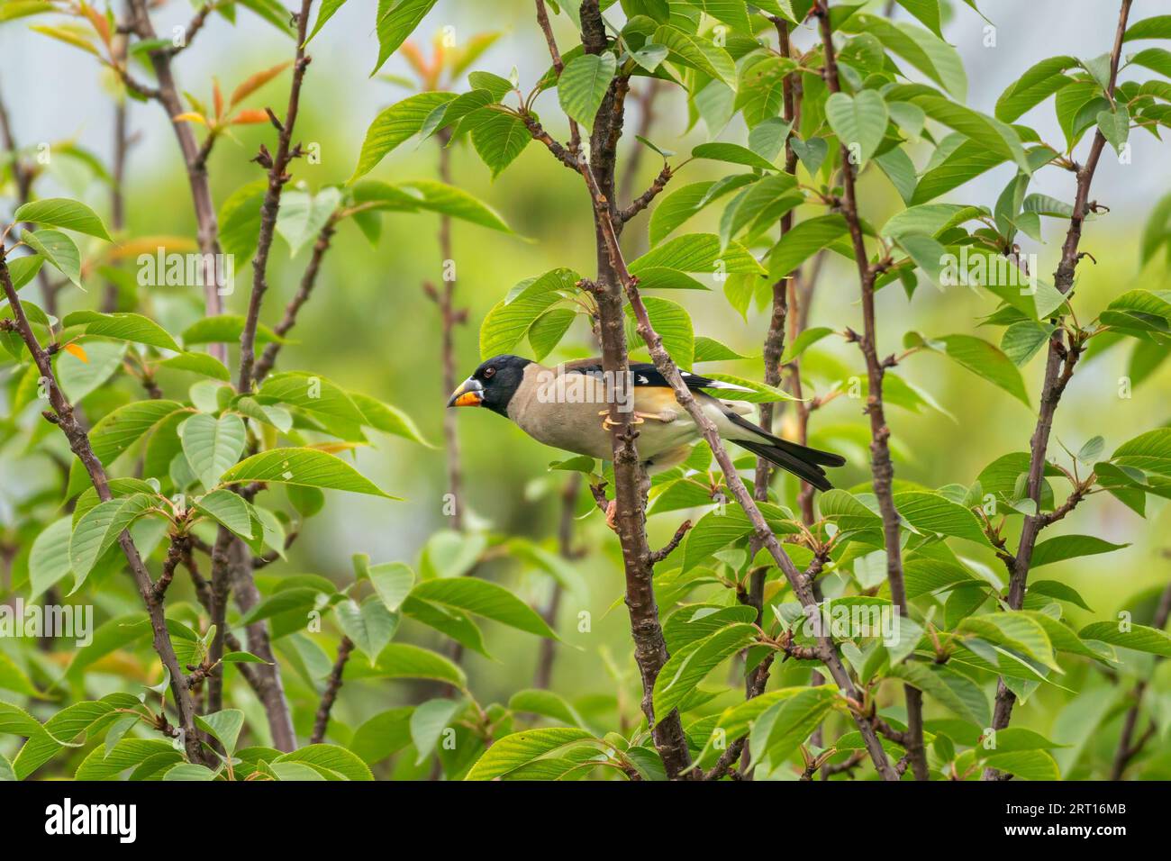 Hermoso Grosbeak chino sentado en la rama y comer comida en un día soleado de verano en China Foto de stock