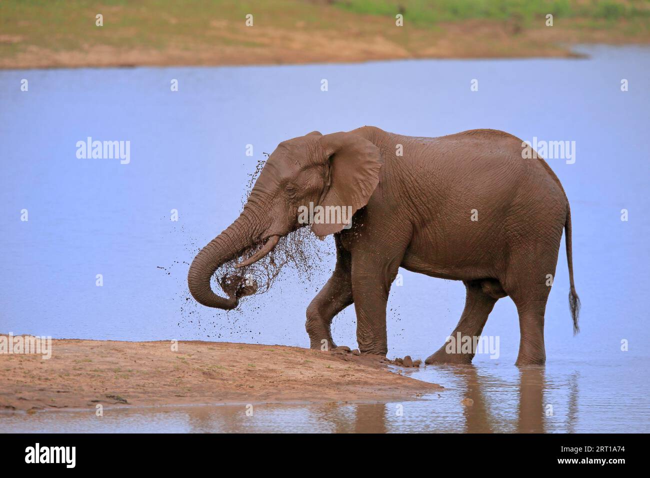Elefante africano (Loxodonta africana), adulto, en el agua, beber, Parque Nacional Kruger, Sudáfrica Foto de stock