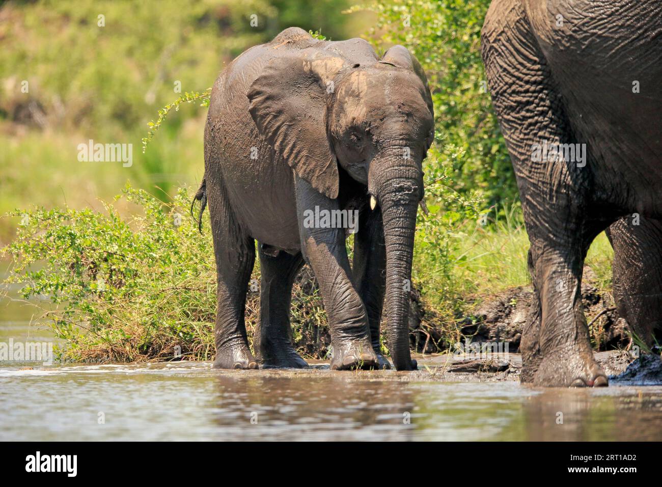 Elefante africano (Loxodonta africana), animal joven, bebiendo en el agua, Parque Nacional Kruger, Sudáfrica Foto de stock