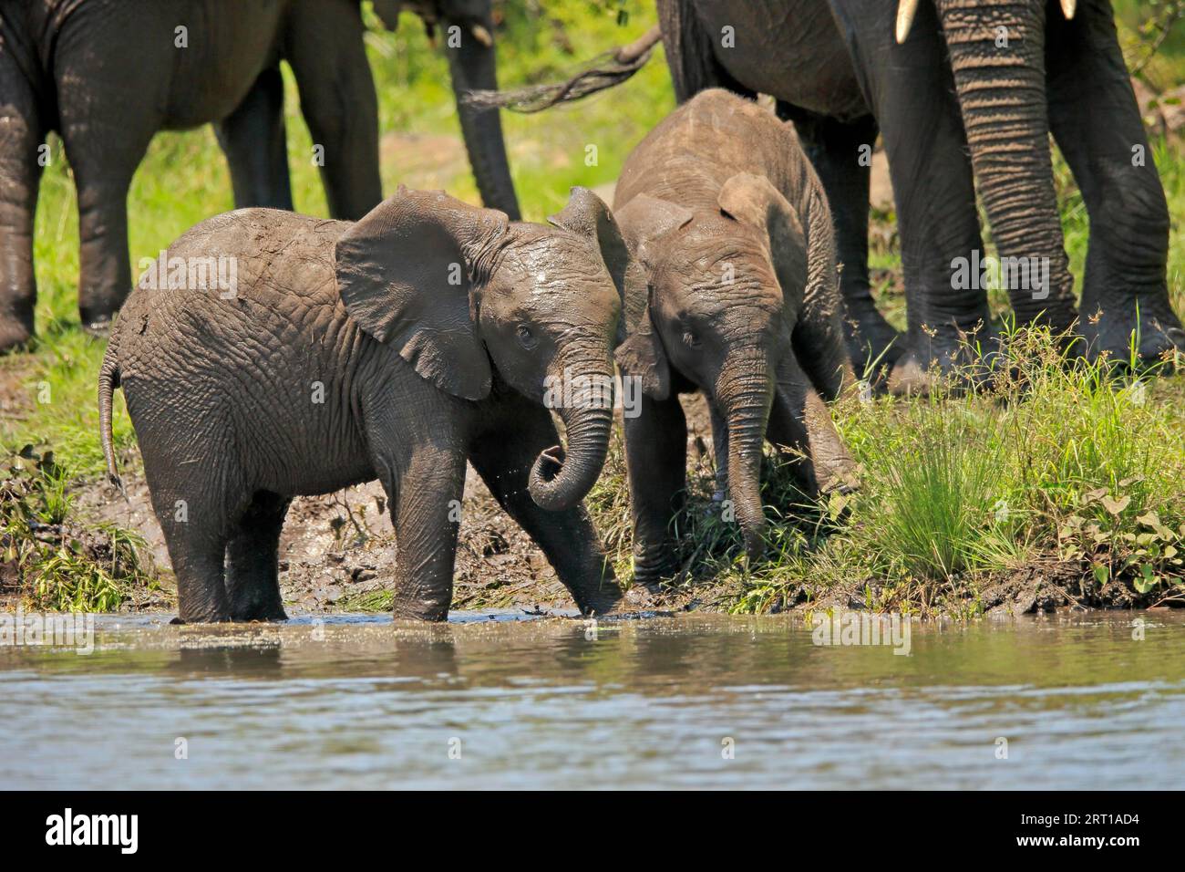 Elefante africano (Loxodonta africana), joven, en el agua, bebiendo, Parque Nacional Kruger, Sudáfrica Foto de stock