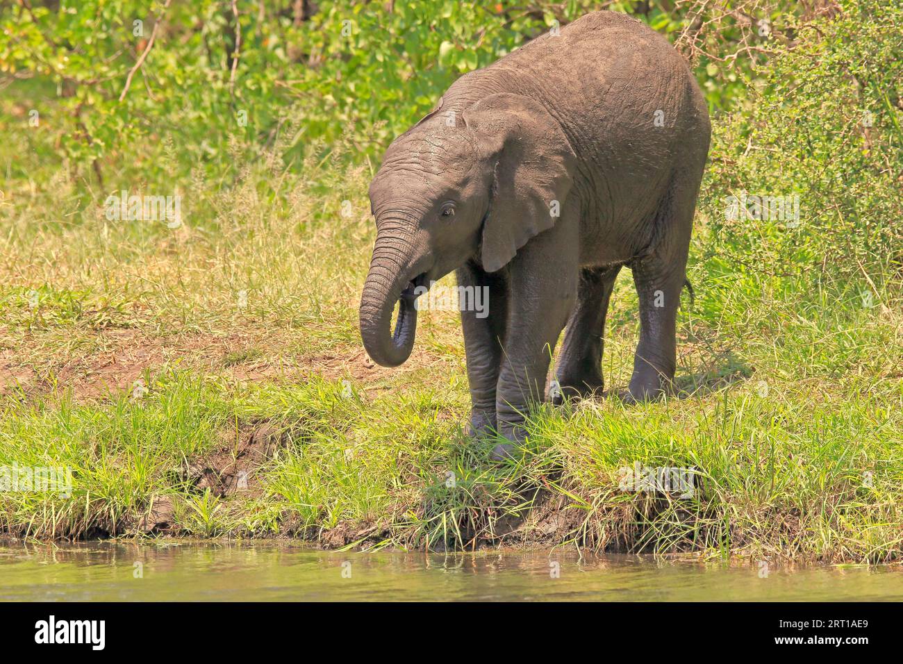 Elefante africano (Loxodonta africana), animal joven, bebiendo en el agua, Parque Nacional Kruger, Sudáfrica Foto de stock