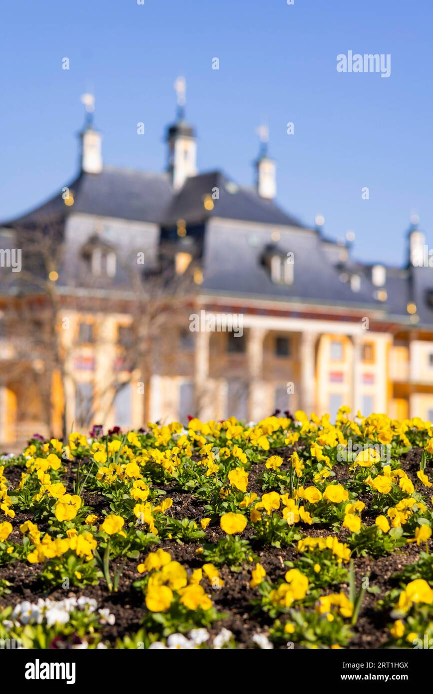 Pillnitz Palace Park. Jardín de placer primera temporada de plantación con pansies Foto de stock