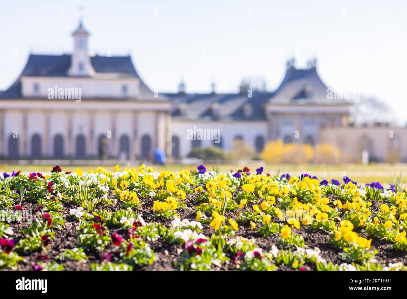 Pillnitz Palace Park. Jardín de placer primera temporada de plantación con pansies Foto de stock