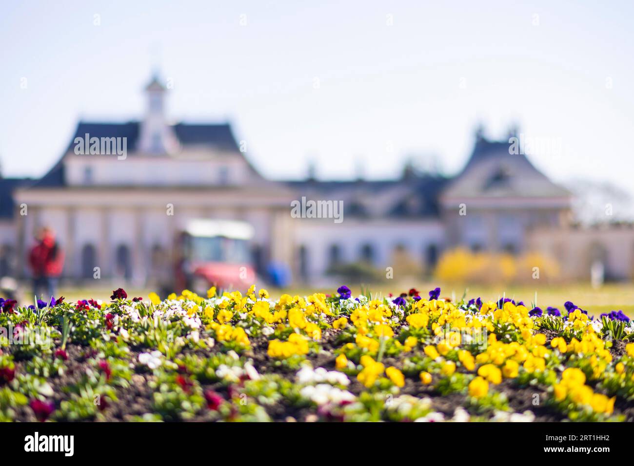 Pillnitz Palace Park. Jardín de placer primera temporada de plantación con pansies Foto de stock