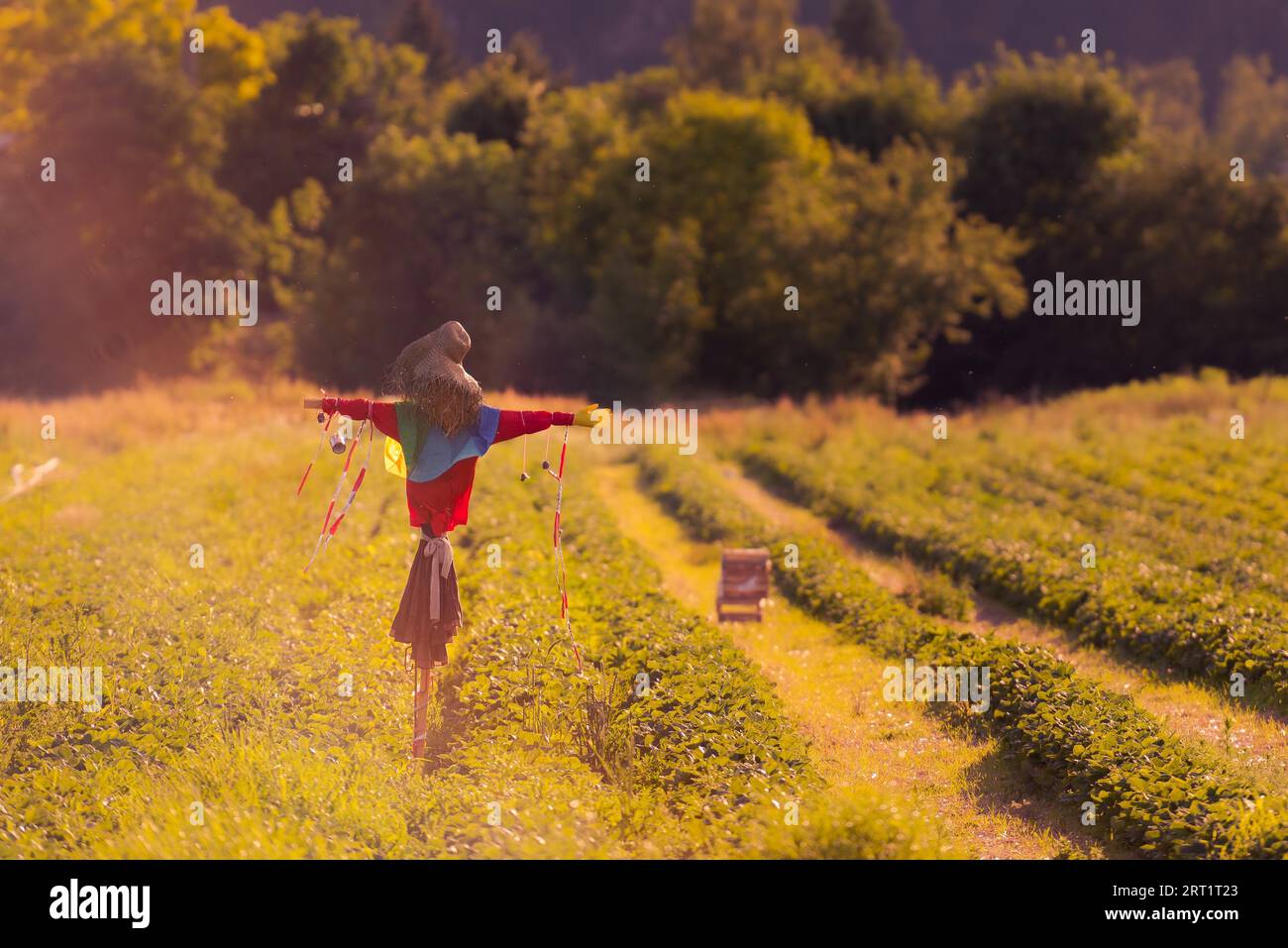 Scaserecrow con cinta de barrera de pie en campo de fresa en un ambiente de verano de ensueño con contraluz Foto de stock