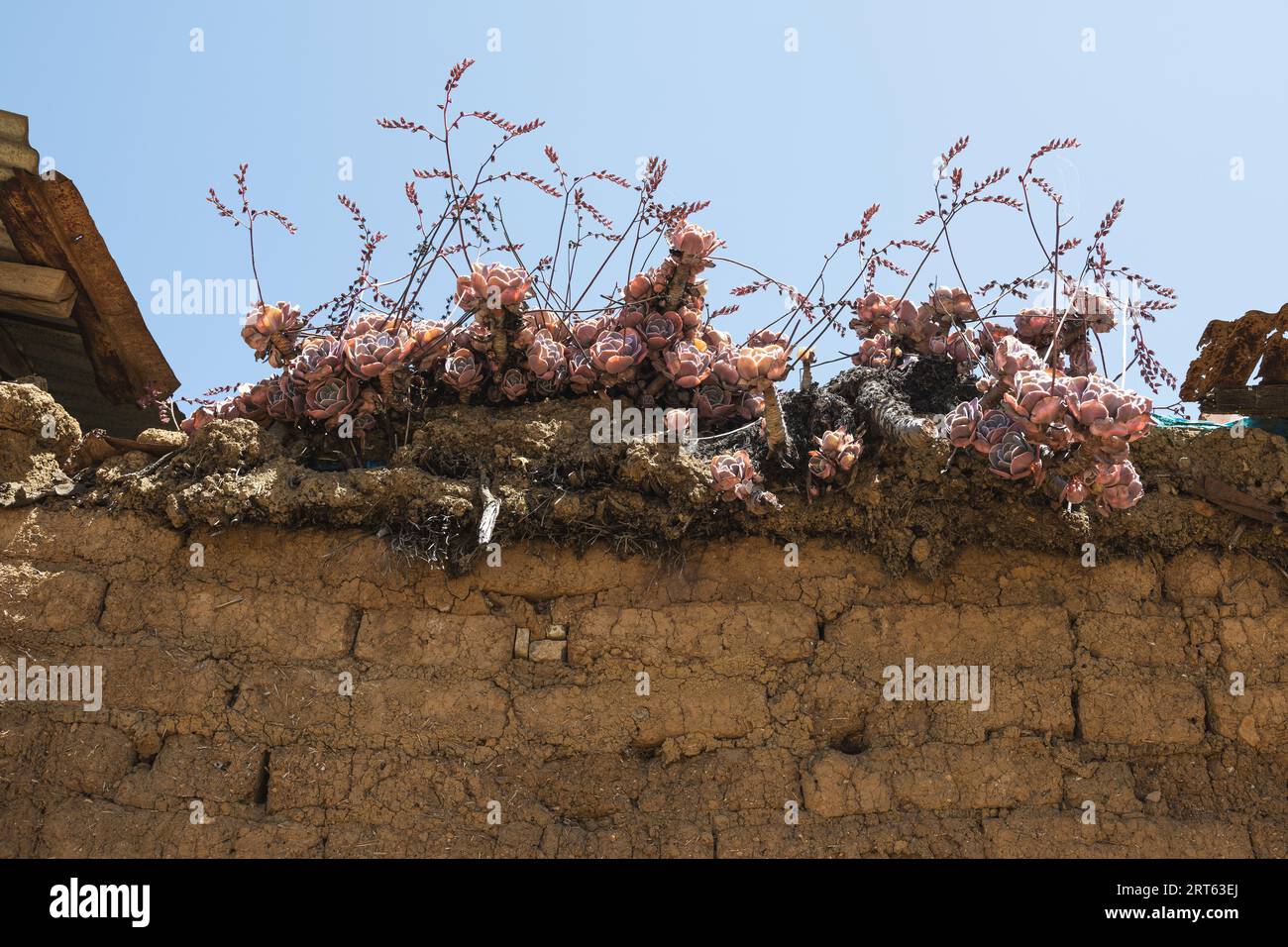 Antigua fachada de ladrillo de adobe con plantas autóctonas bajo la luz del sol en los andes Foto de stock