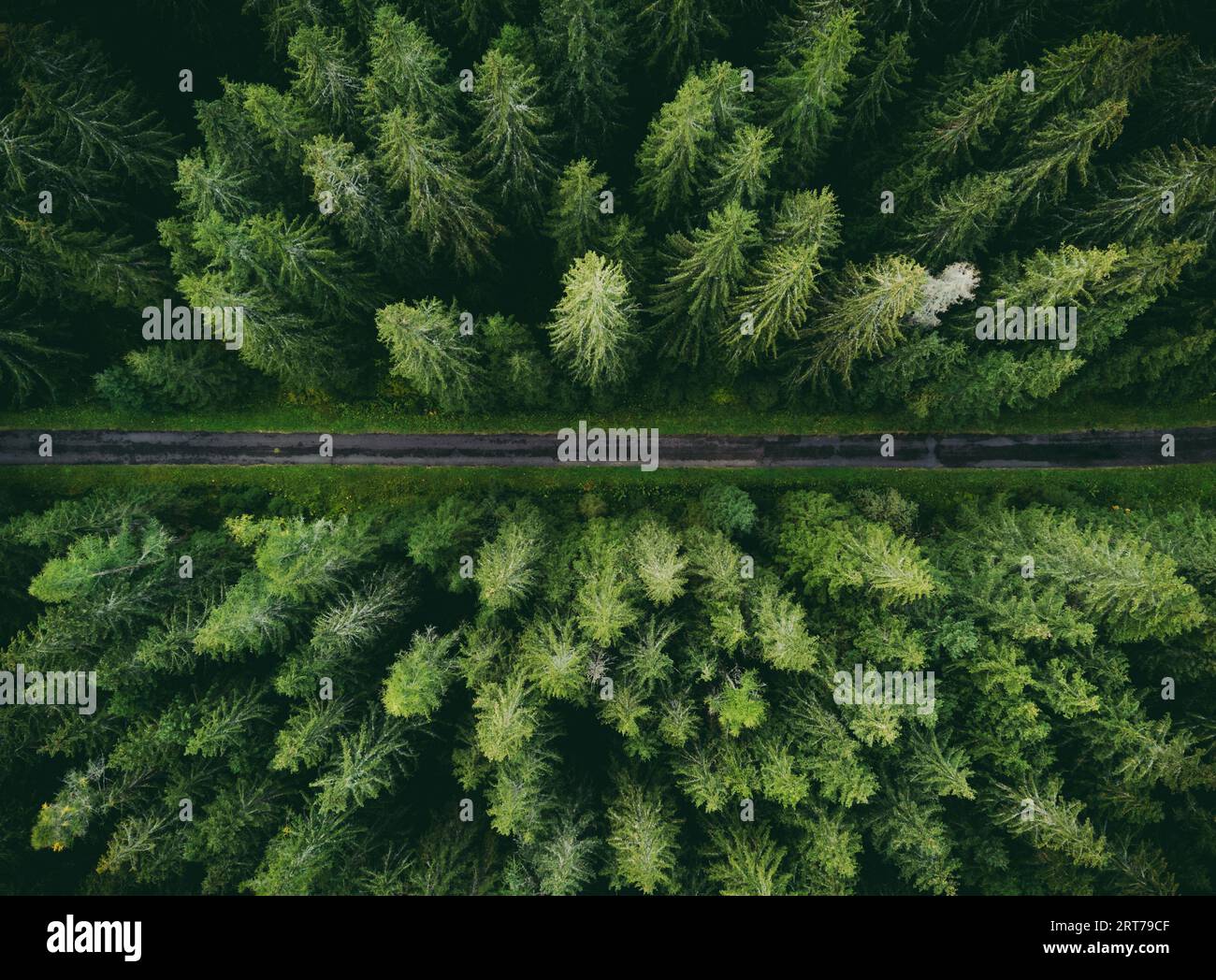 Foto aérea de gran angular por drone (vista superior) de increíble bosque de pinos verdes con carretera curva (camino). Imagen colorida y saturada del camino en la naturaleza desde a. Foto de stock