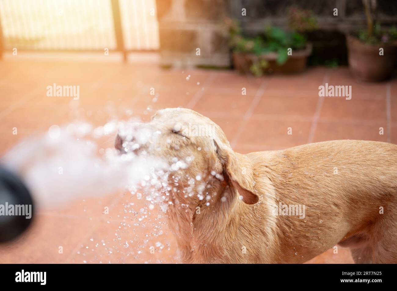 Pulverización de perro labrador marrón con agua en fondo de día soleado Foto de stock