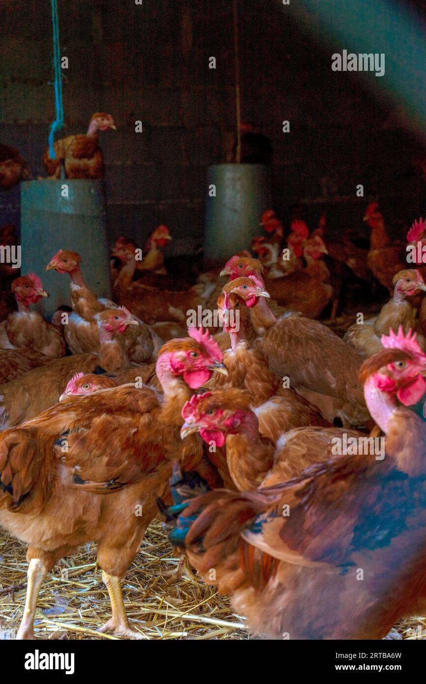 Granja de aves de gama libre / Volailles fermières élevées en plein air et au grain, Hühner en Freilandhaltung Foto de stock